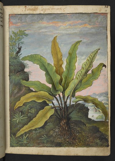 Asplenium scolopendrium、Gherardo Cibo の「Paintings of Flora of the Roman States」から、MS 22333、f014r、c.1564-84 を追加 (紙に水彩とグワッシュ) 作： Gherardo Cibo