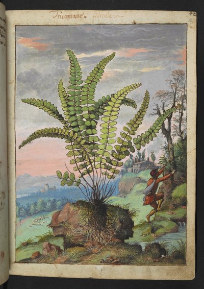 Asplenium trichomanes、Gherardo Cibo の「Paintings of Flora of the Roman States」から、MS 22333、f016r、c.1564-84 を追加 (紙に水彩とグワッシュ) 作： Gherardo Cibo