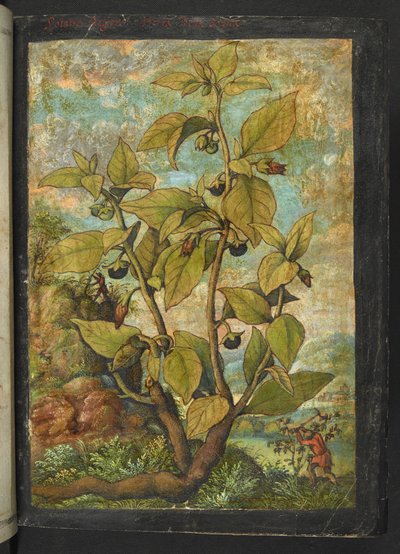 Atropa belladonna または Atropa bella-donna、Gherardo Cibo 作の「Paintings of Flora of the Roman States」より、MS 22333、f005r、c.1564-84 を追加 (紙に水彩とグワッシュ) 作： Gherardo Cibo