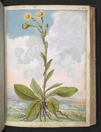 Baccara、Gherardo Cibo の「Paintings of the Roman States of the Roman States」から、MS 22333、f109r、c.1564-84 を追加 (紙に水彩とグワッシュ) 作： Gherardo Cibo