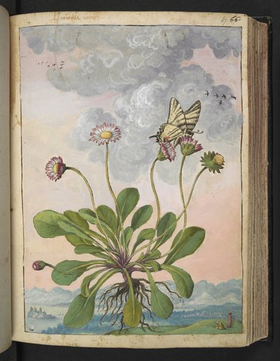 Bellis perennis、Gherardo Cibo の「Paintings of Flora of the Roman States」より、MS 22333、f067r、c.1564-84 を追加 (紙に水彩とグワッシュ) 作： Gherardo Cibo