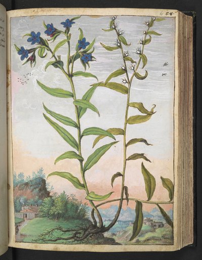 Buglossoides purpurocaerulea 、Gherardo Ciboによる「Paintings of Flora of the Roman States」から、MS 22333、f061r、c.1564-84を追加（紙に水彩とグワッシュ） 作： Gherardo Cibo