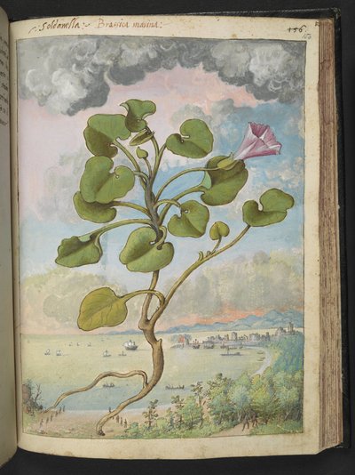 Calystegia soldanella、Gherardo Cibo の「Paintings of the Roman States of the Roman States」から、MS 22333、f150r、c.1564-84 を追加 (紙に水彩とグワッシュ) 作： Gherardo Cibo