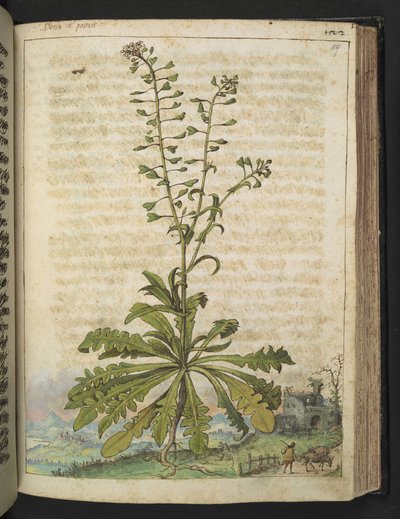 Capsella bursa-pastoris、Gherardo Cibo の「Paintings of Flora of the Roman States」から、MS 22333、f119r、c.1564-84 を追加 (紙に水彩とグワッシュ) 作： Gherardo Cibo