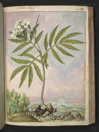 カルダミン ヘプタフィラ、Gherardo Cibo 作の「Paintings of Flora of the Roman States」より、MS 22333、f127r、c.1564-84 を追加 (紙に水彩とグワッシュ) 作： Gherardo Cibo