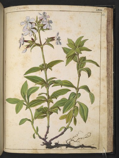 ナデシコ科 (Soapwort): ピンク科の顕花植物の属、Gherardo Cibo 作の「Paintings of Flora of the Roman States」より、MS 22333、f164r、c.1564-84 を追加 (紙に水彩とグワッシュ) 作： Gherardo Cibo