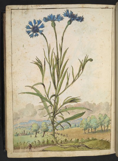 Centaurea cyanus: 青い花びらを持つ花、Gherardo Cibo の「Paintings of Flora of the Roman States」より、MS 22333、f177v、c.1564-84 を追加 (紙に水彩とグワッシュ) 作： Gherardo Cibo