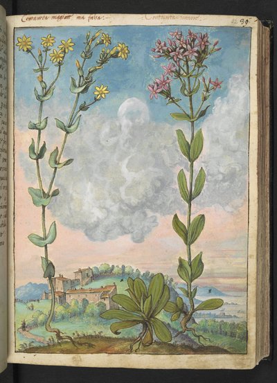 Centaurium erythraea、Gherardo Ciboによる「ローマの植物の絵画」から、MS 22333、f042r、c.1564-84を追加（紙に水彩とグワッシュ） 作： Gherardo Cibo