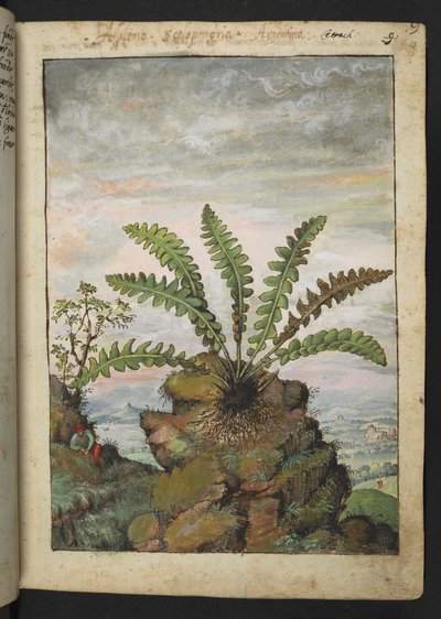 Ceterach officinarum、Gherardo Cibo による「ローマ国家の植物の絵画」から、MS 22333、f013r、c.1564-84 を追加 (紙に水彩とグワッシュ) 作： Gherardo Cibo