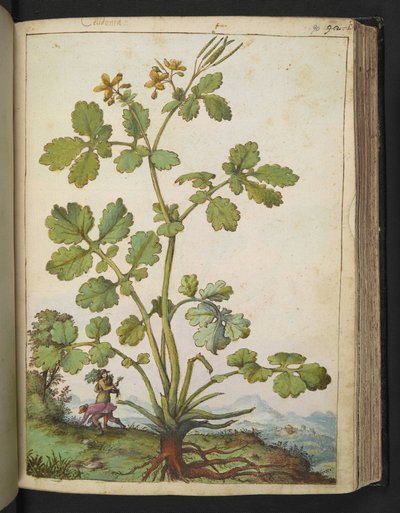 Chelidonium majus、Gherardo Cibo の「Paintings of Flora of the Roman States」から、MS 22333、f090r、c.1564-84 を追加 (紙に水彩とグワッシュ) 作： Gherardo Cibo