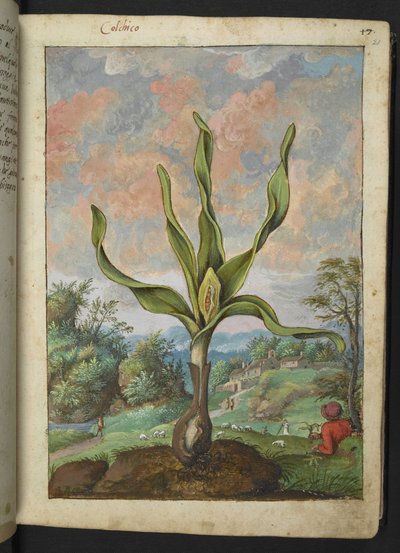 Colchicum autumnale、Gherardo Cibo の「Paintings of Flora of the Roman States」から、MS 22333、f021r、c.1564-84 を追加 (紙に水彩とグワッシュ) 作： Gherardo Cibo