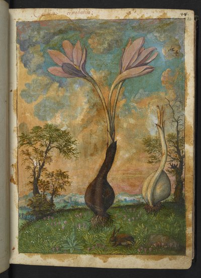 Colchicum autumnale、Gherardo Cibo の「Paintings of Flora of the Roman States」から、MS 22333、f022r、c.1564-84 を追加 (紙に水彩とグワッシュ) 作： Gherardo Cibo