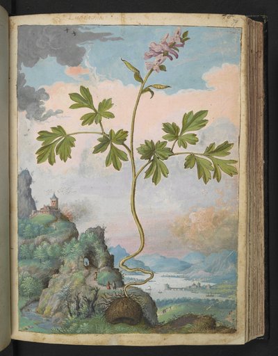 Corydalis cava: ピンクの花を持つ植物、Gherardo Cibo の「Paintings of Flora of the Roman States」より、MS 22333、f079r、c.1564-84 を追加 (紙に水彩とグワッシュ) 作： Gherardo Cibo