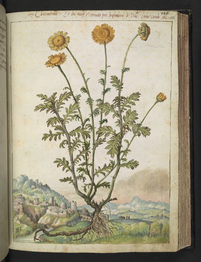 Cota tinctoria、Gherardo Cibo の「Paintings of the Roman States」から、MS 22333、f106r、c.1564-84 を追加 (紙に水彩とグワッシュ) 作： Gherardo Cibo