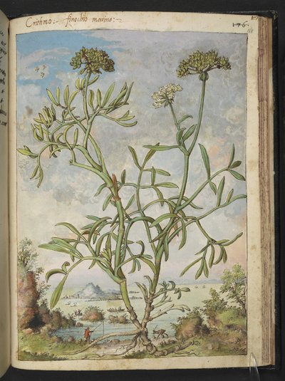 Crithmum maritimum、おそらく Crithmum、Gherardo Cibo の「Paintings of Flora of the Roman States」より、MS 22333、f168r、c.1564-84 を追加 (紙に水彩とグワッシュ) 作： Gherardo Cibo