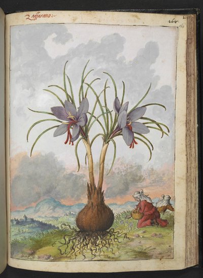 Crocus sativus (サフラン)、Gherardo Cibo の「Paintings of Flora of the Roman States」より、MS 22333、f160r、c.1564-84 を追加 (紙に水彩とグワッシュ) 作： Gherardo Cibo