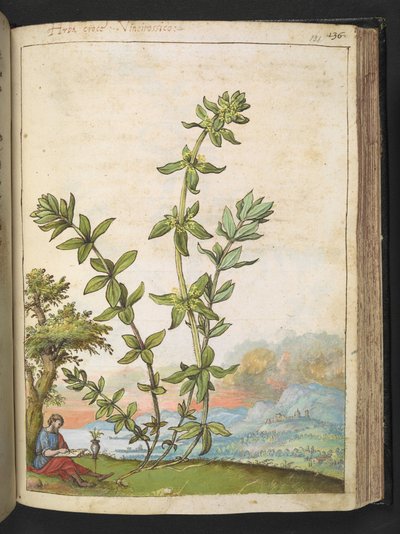 Cruciata laevipes、Gherardo Ciboによる「ローマの植物の絵画」から、MS 22333、f131r、c.1564-84を追加（紙に水彩とグワッシュ） 作： Gherardo Cibo
