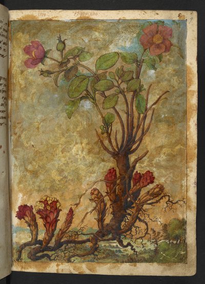 Cytinus hypocistis、Gherardo Cibo の「Paintings of Flora of the Roman States」から、MS 22333、f009r、c.1564-84 を追加 (紙に水彩とグワッシュ) 作： Gherardo Cibo