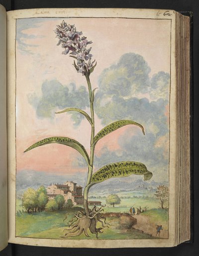 Dactylorhiza fuchsii、Gherardo Cibo による「ローマ国家の植物相の絵画」から、MS 22333、f065r、c.1564-84 を追加 (紙に水彩とグワッシュ) 作： Gherardo Cibo