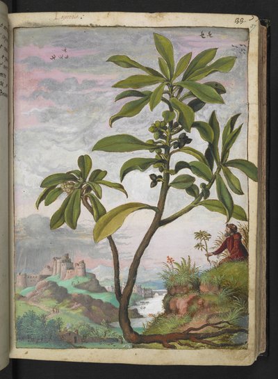 Daphne laureola、Gherardo Cibo の「Paintings of the Roman States of the Roman States」から、MS 22333、f037r、c.1564-84 を追加 (紙に水彩とグワッシュ) 作： Gherardo Cibo