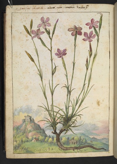 Dianthus longicaulis: ピンクの花びらを持つ植物、Gherardo Cibo の「Paintings of Flora of the Roman States」から、MS 22333 を追加、f179v、c.1564-84 (紙に水彩とグワッシュ) 作： Gherardo Cibo