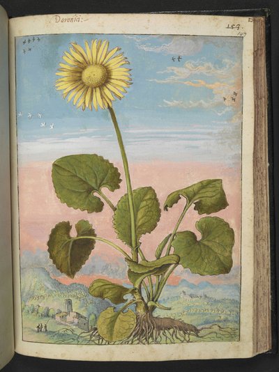 Doronicum austriacum: 黄色の花を持つ植物、Gherardo Cibo の「Paintings of Flora of the Roman States」より、MS 22333、f147r、c.1564-84 を追加 (紙に水彩とグワッシュ) 作： Gherardo Cibo