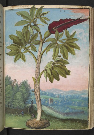 Dracunculus vulgaris、Gherardo Cibo の「Paintings of Flora of the Roman States」から、MS 22333、f054r、c.1564-84 を追加 (紙に水彩とグワッシュ) 作： Gherardo Cibo