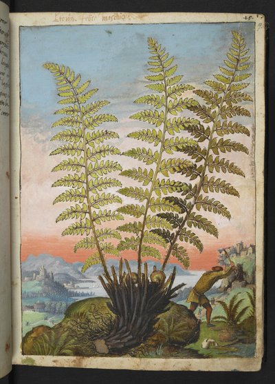 Dryopteris filix mas: シダ、Gherardo Cibo 作の「Paintings of Flora of the Roman States」から、MS 22333、f019r、c.1564-84 を追加 (紙に水彩とグワッシュ) 作： Gherardo Cibo