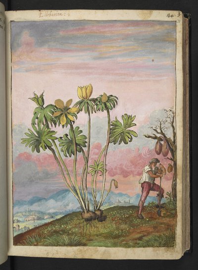 Eranthis hyemalis、Gherardo Cibo の「Paintings of the Roman States of the Roman States」から、MS 22333、f038r、c.1564-84 を追加 (紙に水彩とグワッシュ) 作： Gherardo Cibo