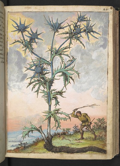 Eryngium maritimum、Gherardo Cibo の「Paintings of Flora of the Roman States」から、MS 22333、f047r、c.1564-84 を追加 (紙に水彩とグワッシュ) 作： Gherardo Cibo