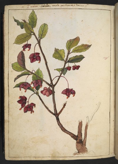 Euonymus europaeus (European Spindle): 赤い花びらを持つ植物、Gherardo Cibo による「ローマ国家の植物相の絵画」から、MS 22333 を追加、f183v、c.1564-84 (紙に水彩とグワッシュ) 作： Gherardo Cibo