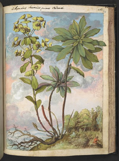 Euphorbia amygdaloides または Euphorbia characias、Gherardo Cibo による「ローマ国家の植物相の絵画」から、MS 22333、f154r、c.1564-84 を追加 (紙に水彩とグワッシュ) 作： Gherardo Cibo