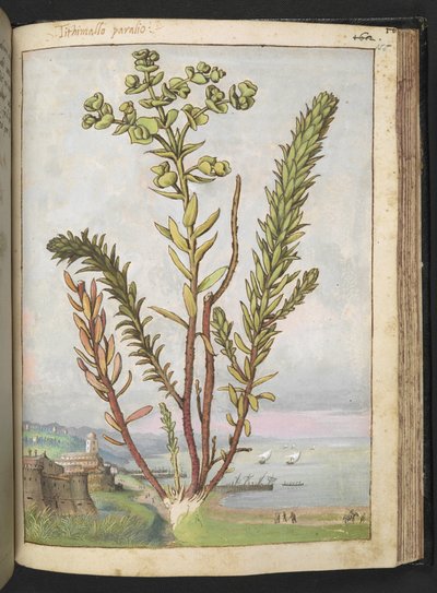 Euphorbia paralias、Gherardo Ciboによる「ローマの植物の絵画」から、MS 22333、f155r、c.1564-84を追加（紙に水彩とグワッシュ） 作： Gherardo Cibo