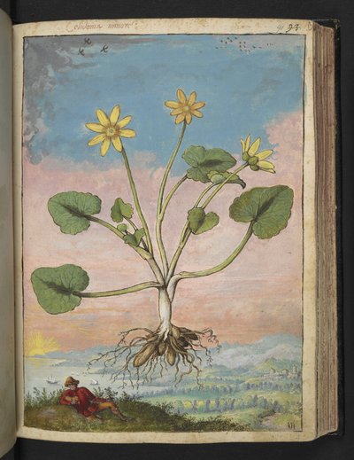 Ficaria verna、Gherardo Cibo の「Paintings of the Roman States of the Roman States」から、MS 22333、f091r、c.1564-84 を追加 (紙に水彩とグワッシュ) 作： Gherardo Cibo