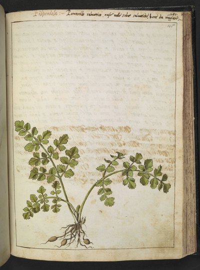 Filipendula、Gherardo Cibo の「Paintings of the Roman StatesのFlora」から、MS 22333、f145r、c.1564-84 を追加 (紙に水彩とグワッシュ) 作： Gherardo Cibo