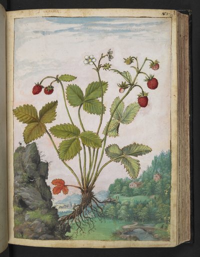 Fragaria vesca、Gherardo Cibo の「Paintings of the Roman States of Flora」から、MS 22333、f082r、c.1564-84 を追加 (紙に水彩とグワッシュ) 作： Gherardo Cibo