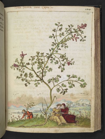 Fumaria gaillardotii 、Gherardo Cibo の「Paintings of the Roman StatesのFlora」から、MS 22333、f121r、c.1564-84 を追加 (紙に水彩とグワッシュ) 作： Gherardo Cibo
