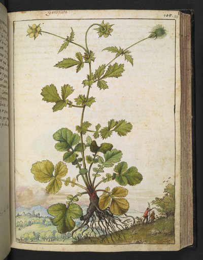 ゲラルド・チボの「ローマ国家の植物相の絵画」からのグウム・ウルバヌム、MS 22333、f103r、c.1564-84を追加（紙に水彩とグワッシュ） 作： Gherardo Cibo