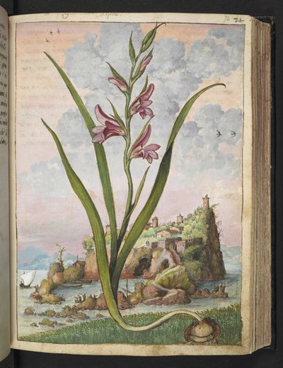 Gladiolus Italicus、Gherardo Cibo の「Paintings of Flora of the Roman States」から、MS 22333、f072r、c.1564-84 を追加 (紙に水彩とグワッシュ) 作： Gherardo Cibo
