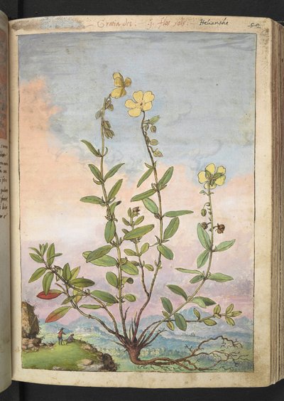 Helianthemum nummularium、Gherardo Cibo の「Paintings of Flora of the Roman States」から、MS 22333、f055r、c.1564-84 を追加 (紙に水彩とグワッシュ) 作： Gherardo Cibo