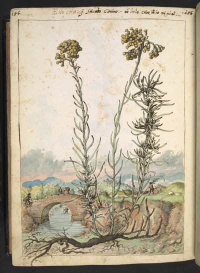 Helichrysum italicum: 黄色のつぼみを持つ植物、Gherardo Cibo の「Paintings of Flora of the Roman States」より、MS 22333、f176v、c.1564-84 を追加 (紙に水彩とグワッシュ) 作： Gherardo Cibo