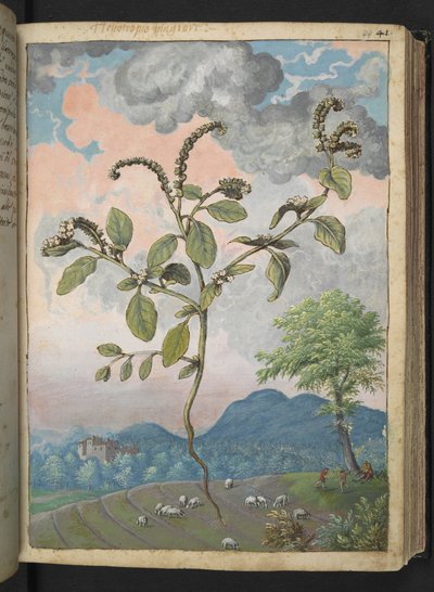Heliotropium europeanum、Gherardo Cibo の「Paintings of Flora of the Roman States」から、MS 22333、f044r、c.1564-84 を追加 (紙に水彩とグワッシュ) 作： Gherardo Cibo