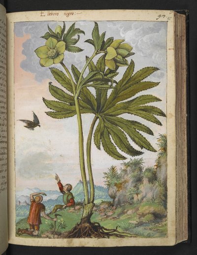 Helleborus viridis、Gherardo Cibo の「Paintings of the Roman States」から、MS 22333、f095r、c.1564-84 を追加 (紙に水彩とグワッシュ) 作： Gherardo Cibo