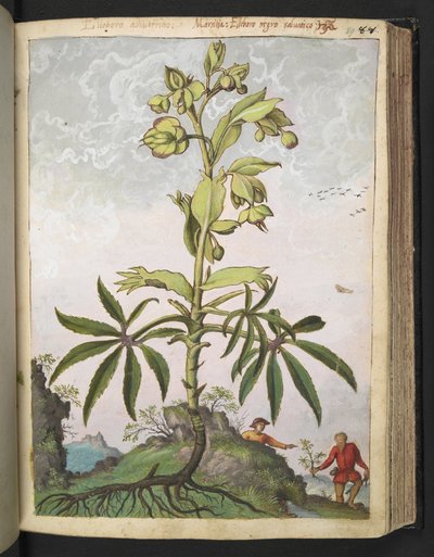 Helleborus foetidus、Gherardo Cibo の「Paintings of the Roman States of Flora」から、MS 22333、f089r、c.1564-84 を追加 (紙に水彩とグワッシュ) 作： Gherardo Cibo