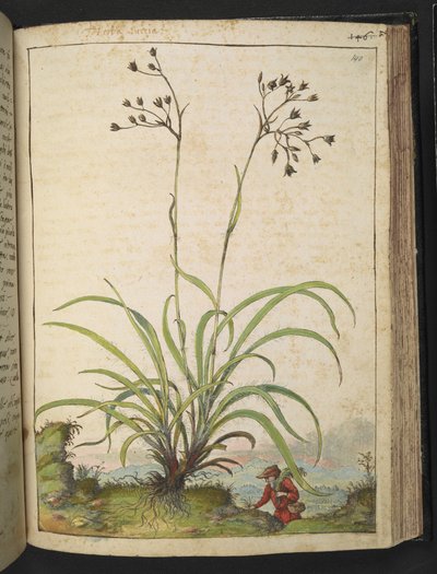 Herba Luccia、Gherardo Cibo の「Paintings of the Roman States of the Roman States」から、MS 22333、f140r、c.1564-84 を追加 (紙に水彩とグワッシュ) 作： Gherardo Cibo