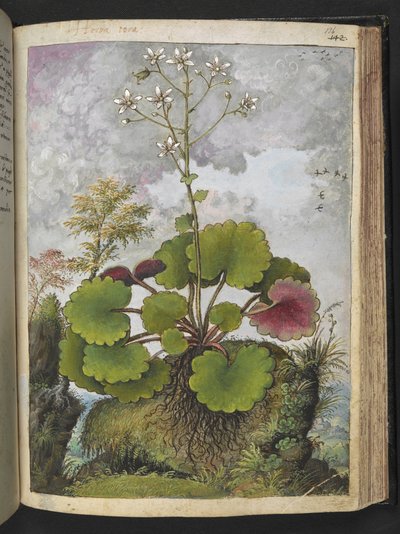 Herba rora: 白い花びらを持つ植物、Gherardo Cibo 作の「Paintings of Flora of the Roman States」より、MS 22333、f136r、c.1564-84 を追加 (紙に水彩とグワッシュ) 作： Gherardo Cibo