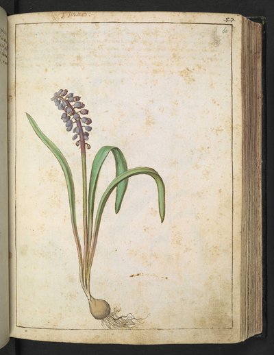 ヒヤシンス、Gherardo Cibo による「ローマ国家の植物の絵画」から、MS 22333、f060r、c.1564-84 を追加 (紙に水彩とグワッシュ) 作： Gherardo Cibo