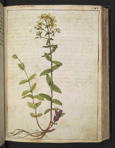 オトギリソウ、Gherardo Cibo による「ローマ国家の植物相の絵画」から、MS 22333、f084r、c.1564-84 を追加 (紙に水彩とグワッシュ) 作： Gherardo Cibo