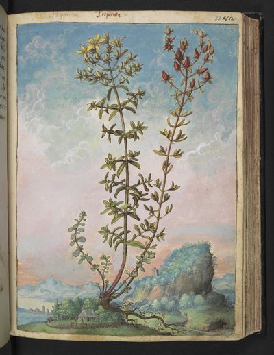 オトギリソウ、Gherardo Cibo による「ローマ国家の植物相の絵画」から、MS 22333、f083r、c.1564-84 を追加 (紙に水彩とグワッシュ) 作： Gherardo Cibo