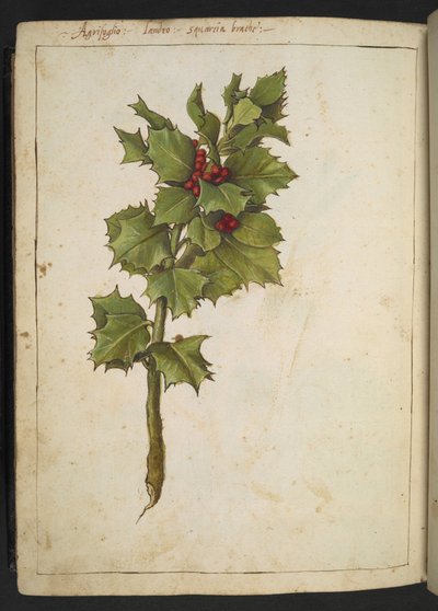 Ilex aquifolium (ヒイラギ)、Gherardo Cibo 作の「Paintings of Flora of the Roman States」より、MS 22333、f182v、c.1564-84 を追加 (紙に水彩とグワッシュ) 作： Gherardo Cibo